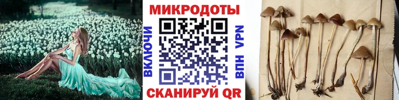 Псилоцибиновые грибы Psilocybine cubensis  Солигалич 
